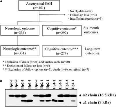 Association of Haptoglobin Phenotype With Neurological and Cognitive Outcomes in Patients With Subarachnoid Hemorrhage